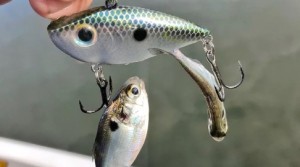 Tungsten 4 Anglers Unveils Revolutionary Tungsten Jig Heads for Angling Enthusiasts