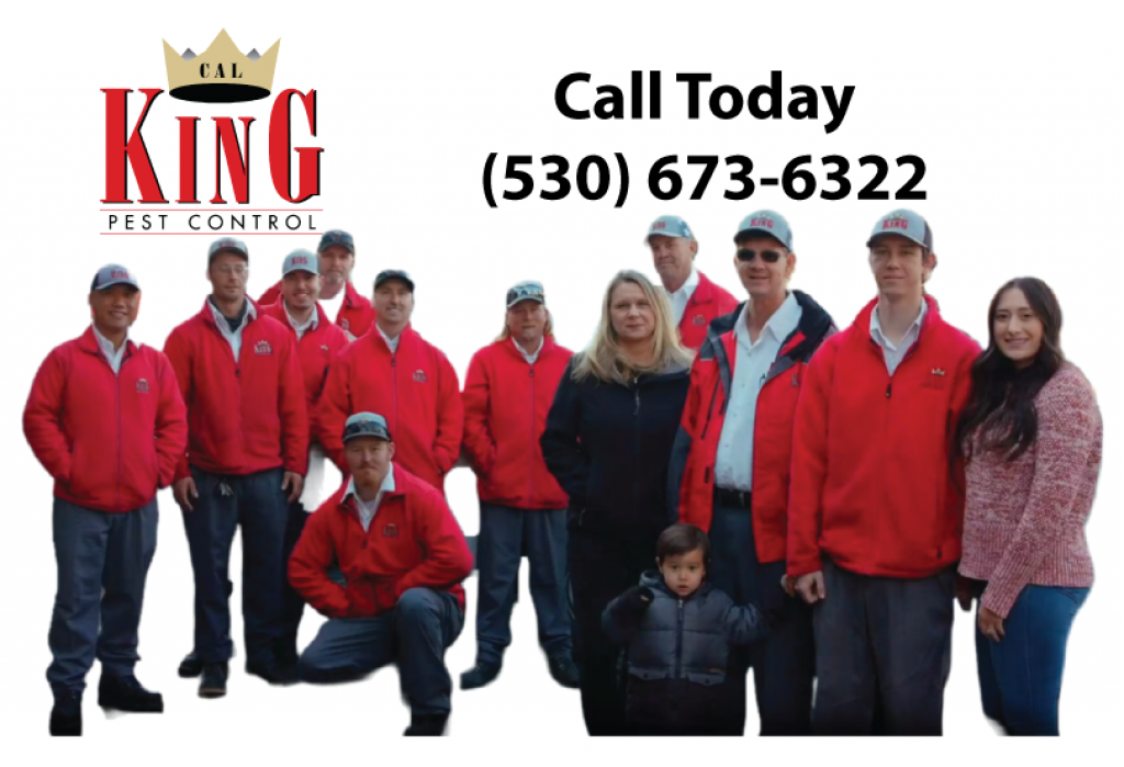 Pest Control Yuba City Cal King Pest Control IssueWire