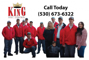 Pest Control Yuba city Cal King Pest Control