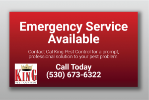 Pest Control Yuba City