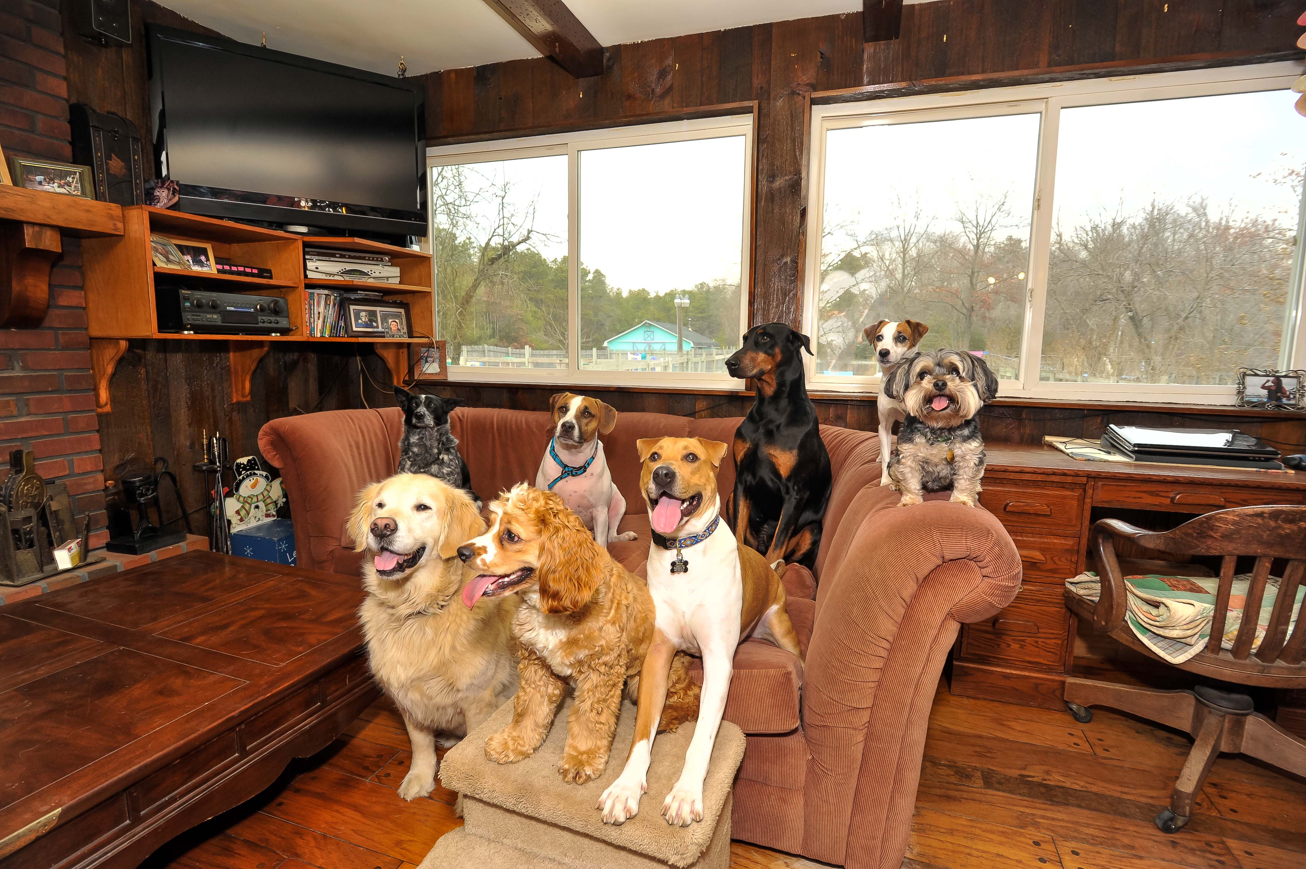 happy home dog boarding