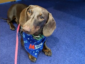 Metro Bank Launches First Bank Account For Dogs To Grab A Slice Of The Hound Pound Purchasing Power