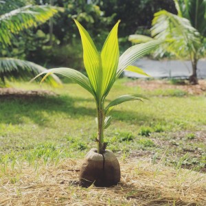 Coconut Corporation Launches “Coconut H2O” Hawaiian Coconut Water: A Natural Sports Drink Revolutionizing Hydration