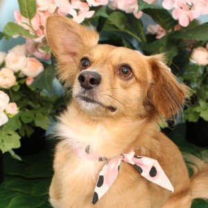 Frenchie Twist Dog Necktie (Dog Tie) - Lil