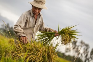 Offset8 announces the first transaction from Abu Dhabi to finance Sawa’s $50m carbon credit project in Indonesia.