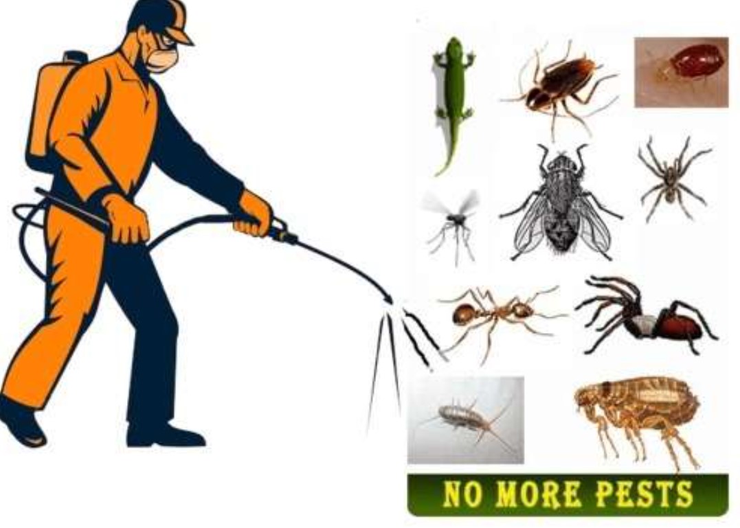 TitleTown Pest Pros Announces Specialized Spider Extermination Services to Safeguard Homes in