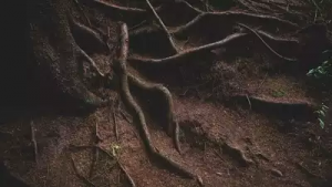 World’s Oldest Fossil Forest Dating Back 390 Million Years was Discovered in New York