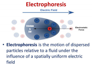Electrophoresis Market