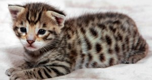 Unleashing the Exotics: A New Paradigm for Pet Enthusiasts