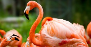 Unleashing the Exotics: A New Paradigm for Pet Enthusiasts