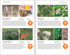 Nebraska Wildflowers features 240 wildflowers and vibrant photo galleries.