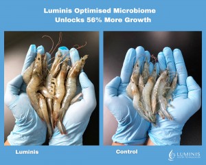 Luminis Water Tech Optimises Water and Shrimp Gut Microbiomes, Achieves 56% Gain in Growth & 30% Reduction in Pathogens