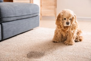 Frederick Carpet Cleaning Pet Odor Removal