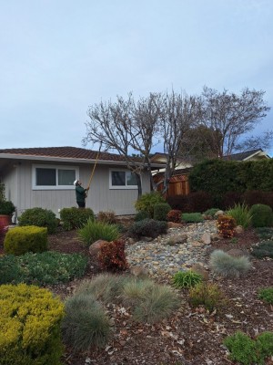 Pruning Apple Tree Services