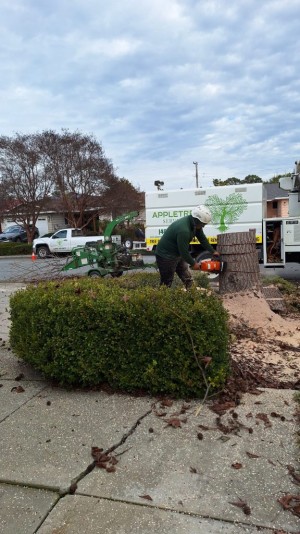 Removal Apple Tree Services