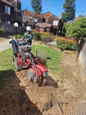 Remove Stumps Apple Tree Services