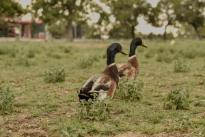 Bed and Breakfast in Fredericksburg Texas Place to stay