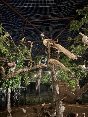 Bed and breakfast with peacocks fredericksburg texas