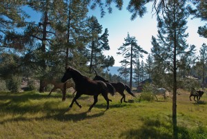 RARE Luxury Mountain Equestrian Ranch Estate in LA area For Sale, Celebrity Owned