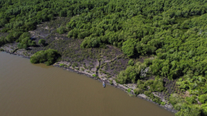 EcoNext Ventures Spearheads Mangrove Restoration in Rio's Guanabara Bay to Combat Climate Change