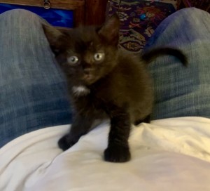 Lil p kittening around