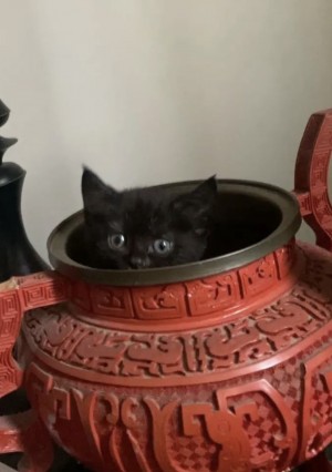 Patches being a kitten