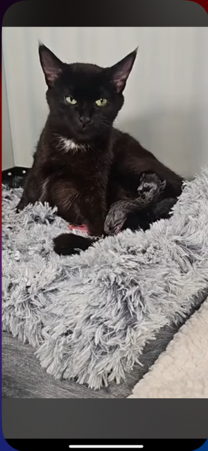 Patches giving birth.