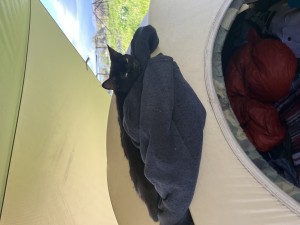 Patches hanging out on the tent.