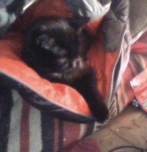 Patches trying to stay warm in the sleeping bag.
