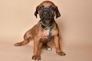 rhodesian ridgeback breeder pupppies texas light blue 8 1