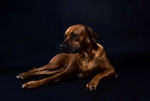 Rhodesian Ridgeback Breeder Texas