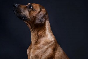 Rhodesian Ridgeback Breeder