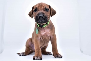 Rhodesian Ridgeback Male for sale 2024