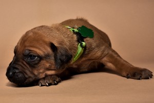 Rhodesian ridgeback male puppies for sale in texas 8