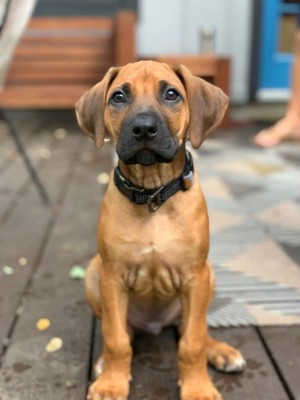Rhodesian Ridgeback Puppies for sale 2024