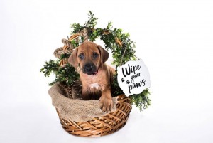 Rhodesian Ridgeback Puppies for sale in texas