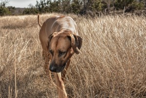 rhodesian ridgeback puppies for sale texas