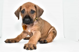 Rhodesian Ridgeback puppy for sale 2024