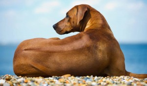 Rhodesian Ridgebacks for sale