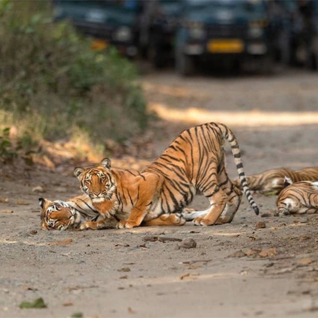 Tiaraa Hotels and Resorts Experience Luxury Amidst the Wilderness of Jim Corbett's Top Resort