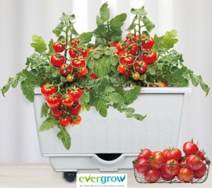 Hwabundeul Self Watering by Our Patented Wick Rod Sub-Irrigation System in Korea