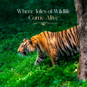 Resorts by The Baagh Redefines Eco-Tourism and Opulence at Jim Corbett, Setting an Unparalleled Standard in Luxury