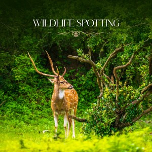 Resorts by The Baagh Redefines Eco-Tourism and Opulence at Jim Corbett, Setting an Unparalleled Standard in Luxury