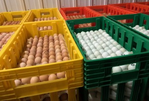 Iowa food banks and pantries are receiving more than 51,000 eggs from Murray McMurray Hatchery, the mail-order poultry business located in Webster City, as a result of limited mail delivery during the Fourth of July holiday.