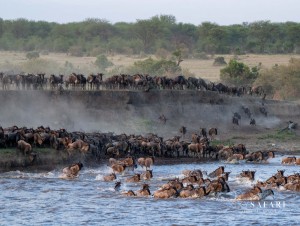 Kenya Wildlife River Crossing Prints by Paul Joynson Hicks
