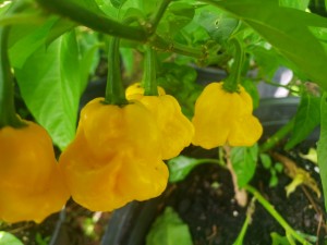 scotch bonnet from reggae shack cafe garden