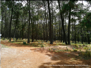 Conoce a Mario Mendoza Marichal El Economista que Transformo La Perennia