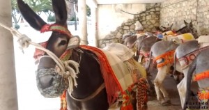 Mijas Donkey Taxis