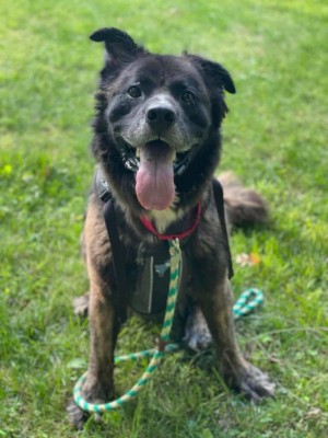Samson is one of many wonderful senior dogs available for adoption at Friends of Homeless Animals.