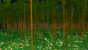 Forest Classification